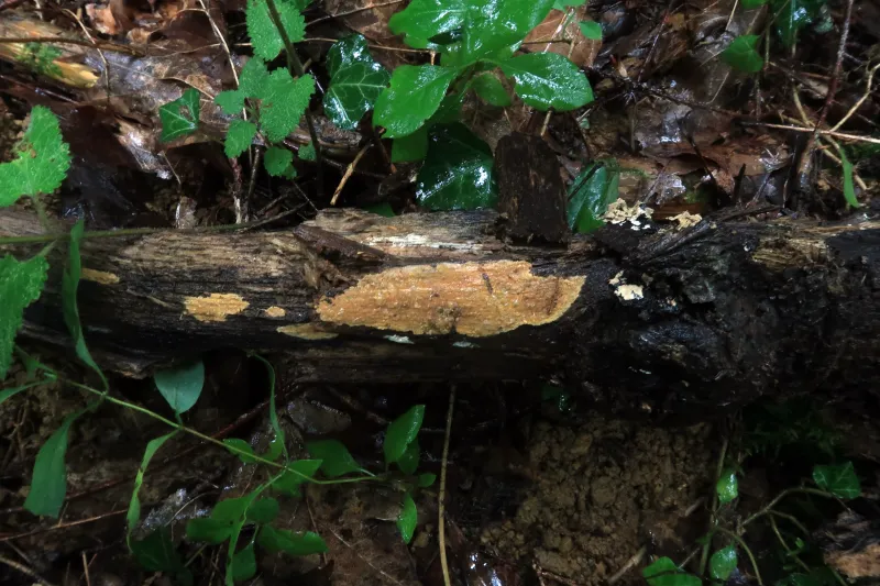 Amylocorticium subincarnatum 1 - IMG_7469